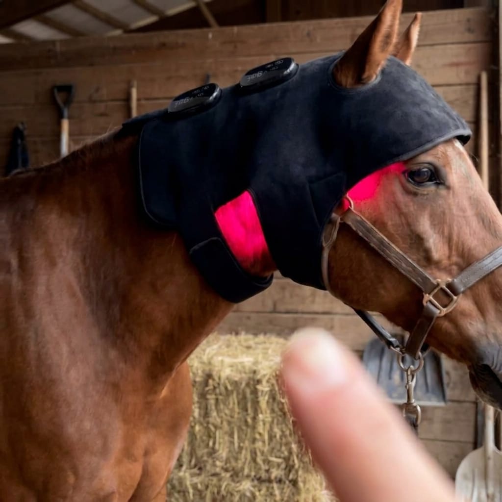 Customer photo review of HorseHalo™ HaloHead