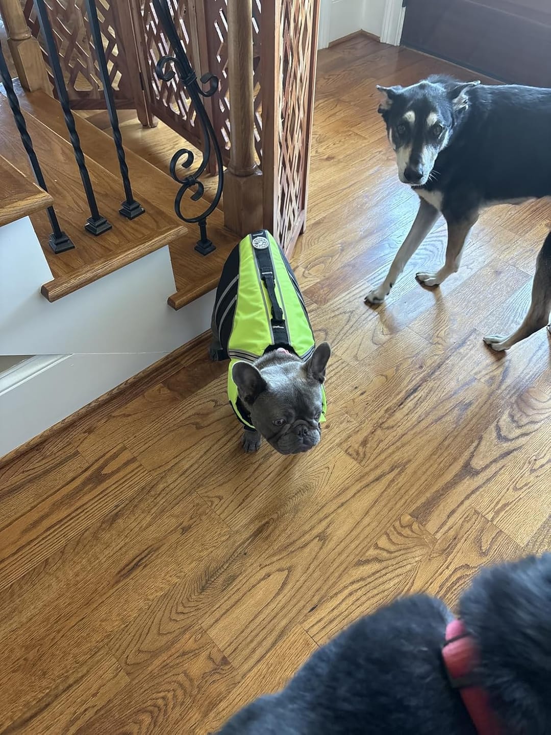 Customer photo review of FloatPaw™ Life Jacket
