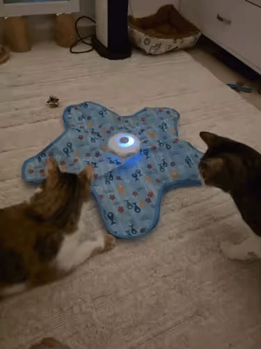 Customer photo review of PEEKY TAIL 2.0
