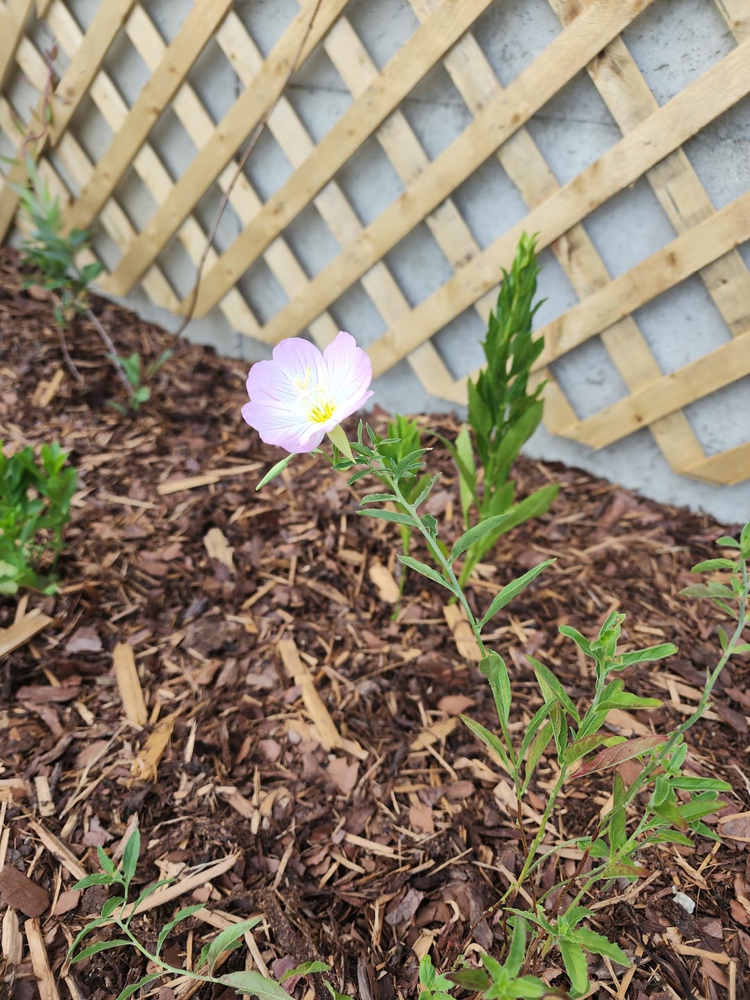 Customer photo review of Pink Evening Primrose