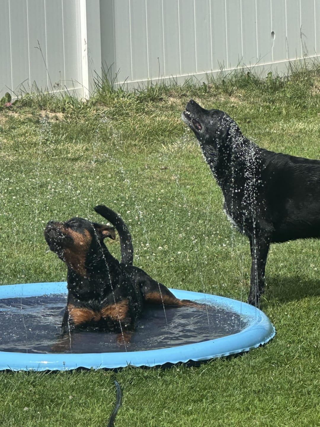 Customer photo review of AquaPlay Cooling Mat – Rafraîchissez votre chien et transformez son été