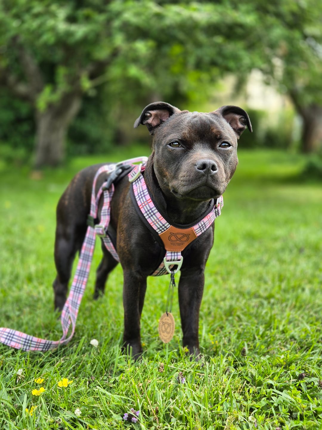 Customer photo review of Staffordshire Bull Terrier 1935® Harness & Leash Set - Staffburry Pink