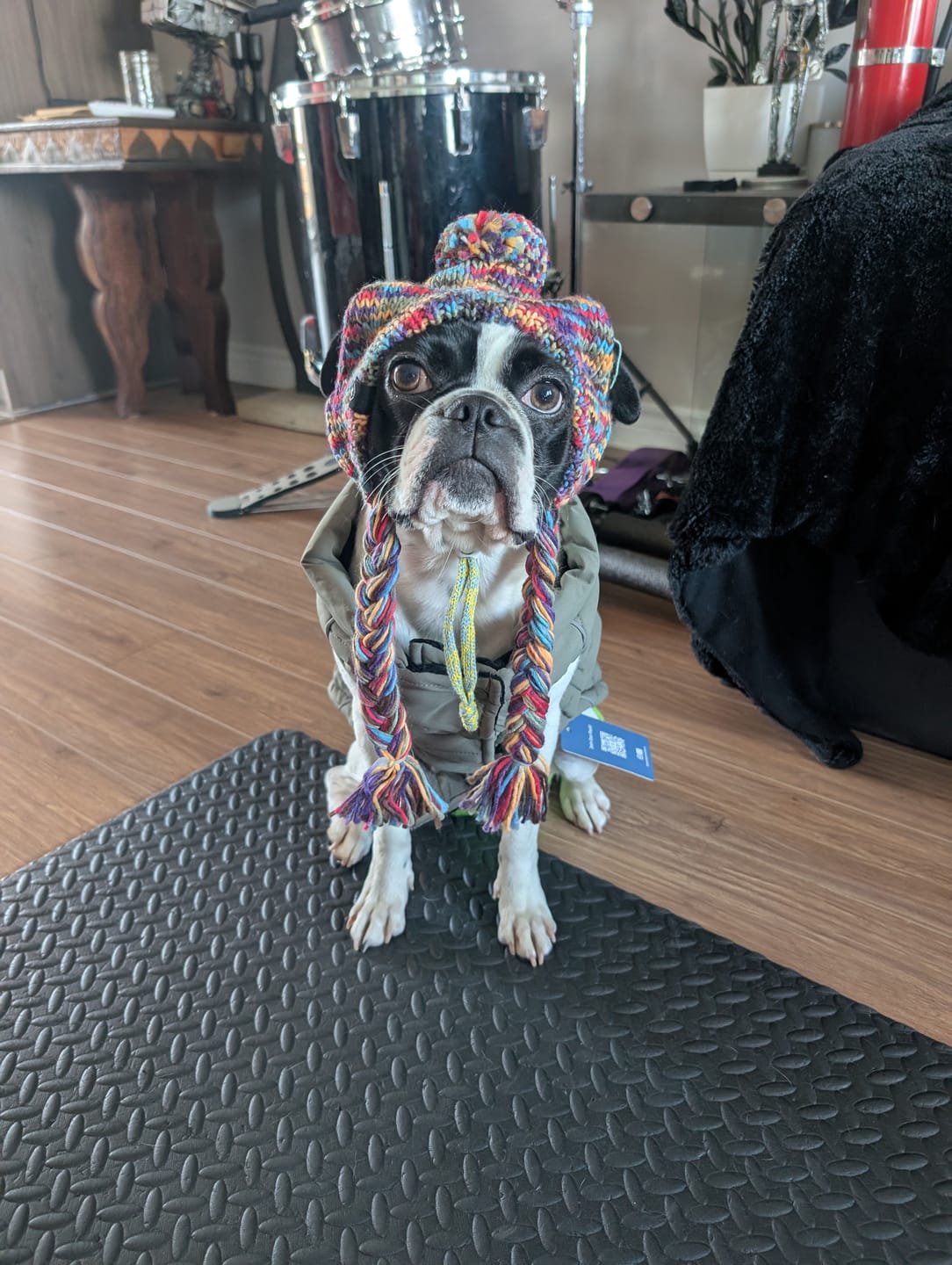 Customer photo review of Knit Pom Pom Dog Beanie Hat - Kaleidoscope