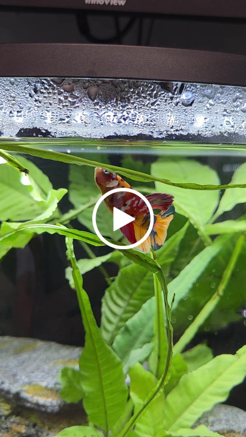 Customer video review of Multicolor Plakat Male Betta Fish |Show Grade|  You Pick Fish