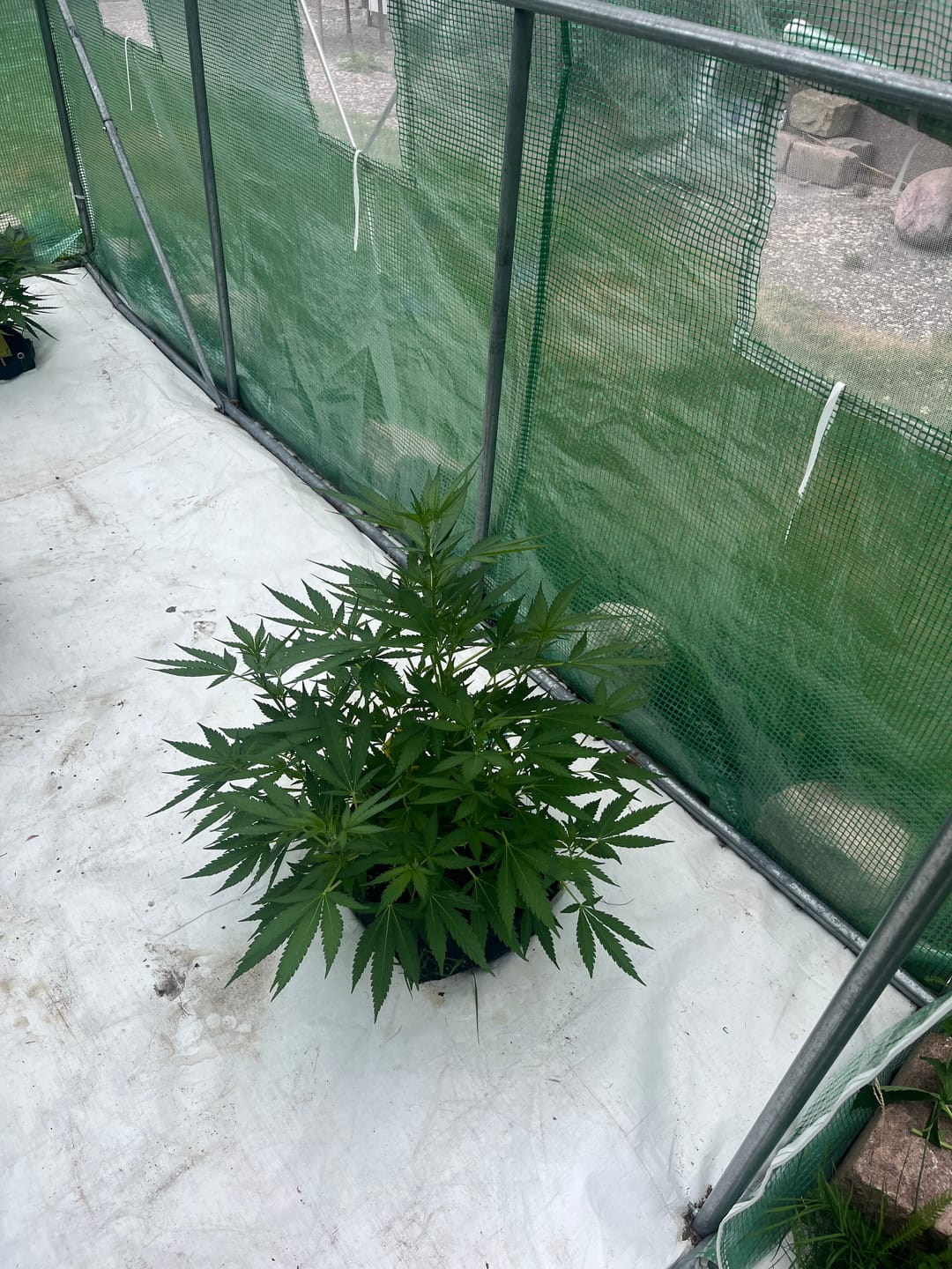 Customer photo review of Hanfstecklinge | Cash Cow