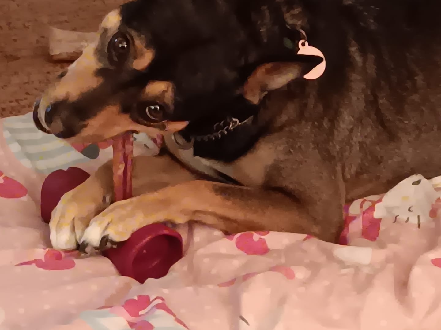 Customer photo review of 6 Inch Monster Bully Stick