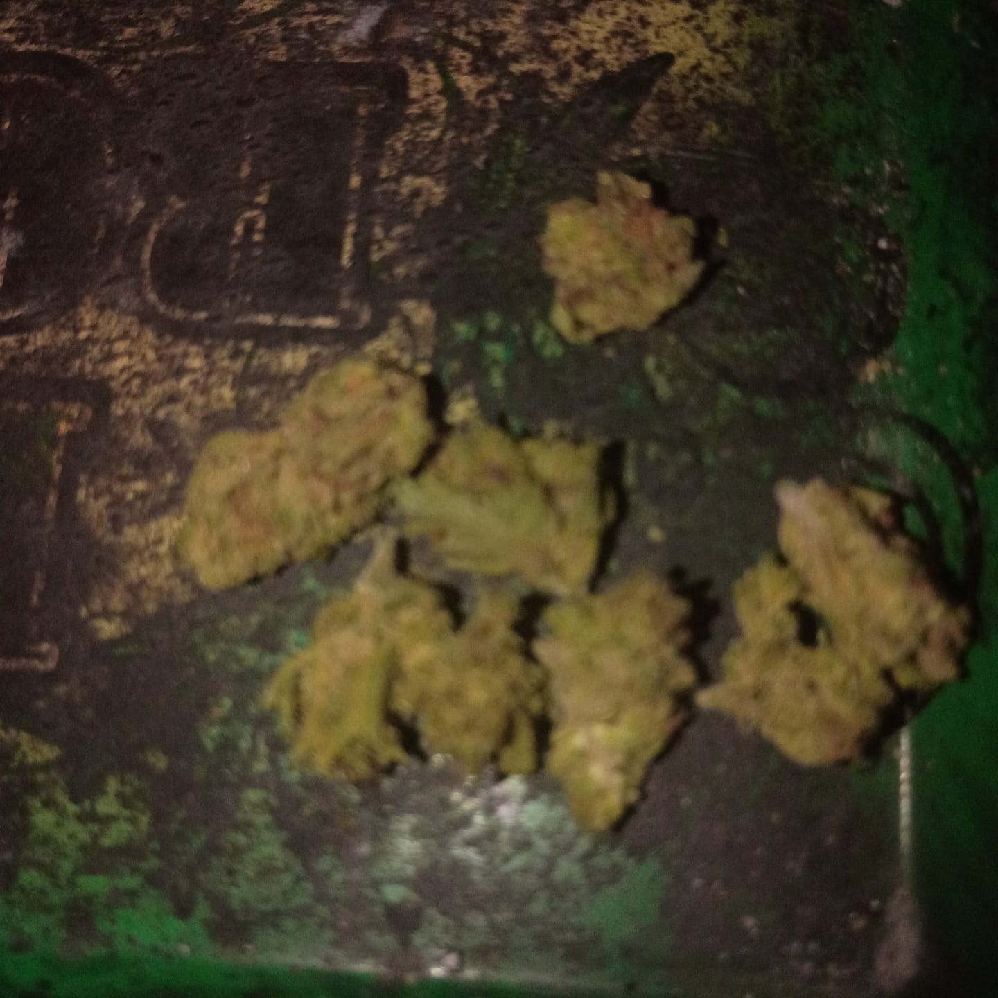 Customer photo review of Gas Cake - 14 Grams Littles - Indica