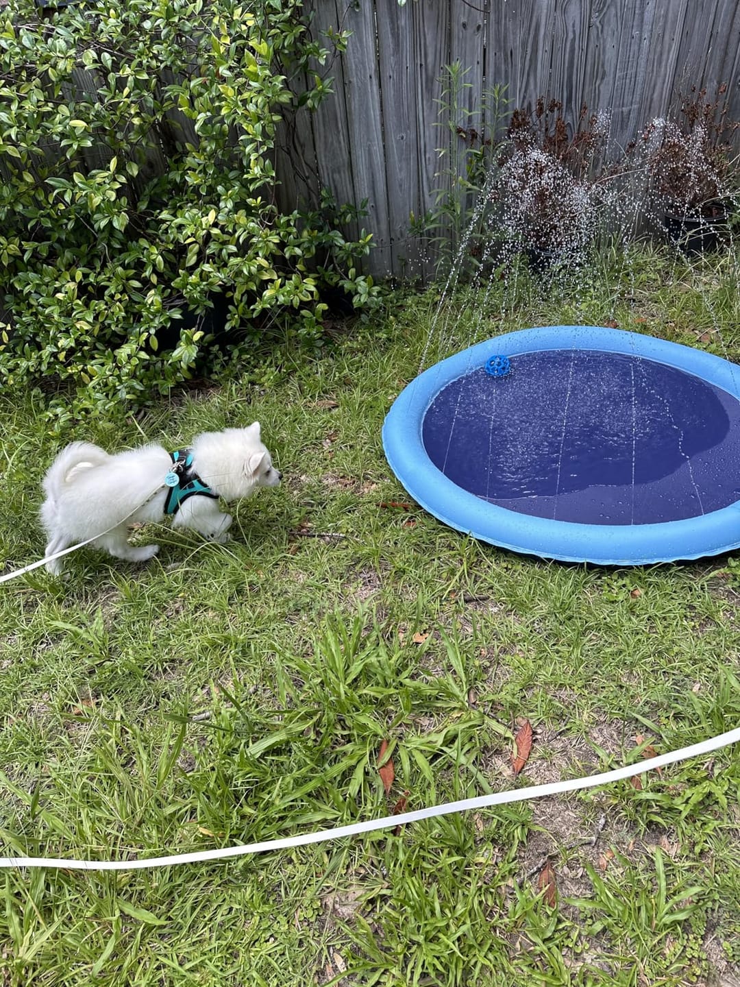 Customer photo review of AquaPlay Cooling Mat – Rafraîchissez votre chien et transformez son été