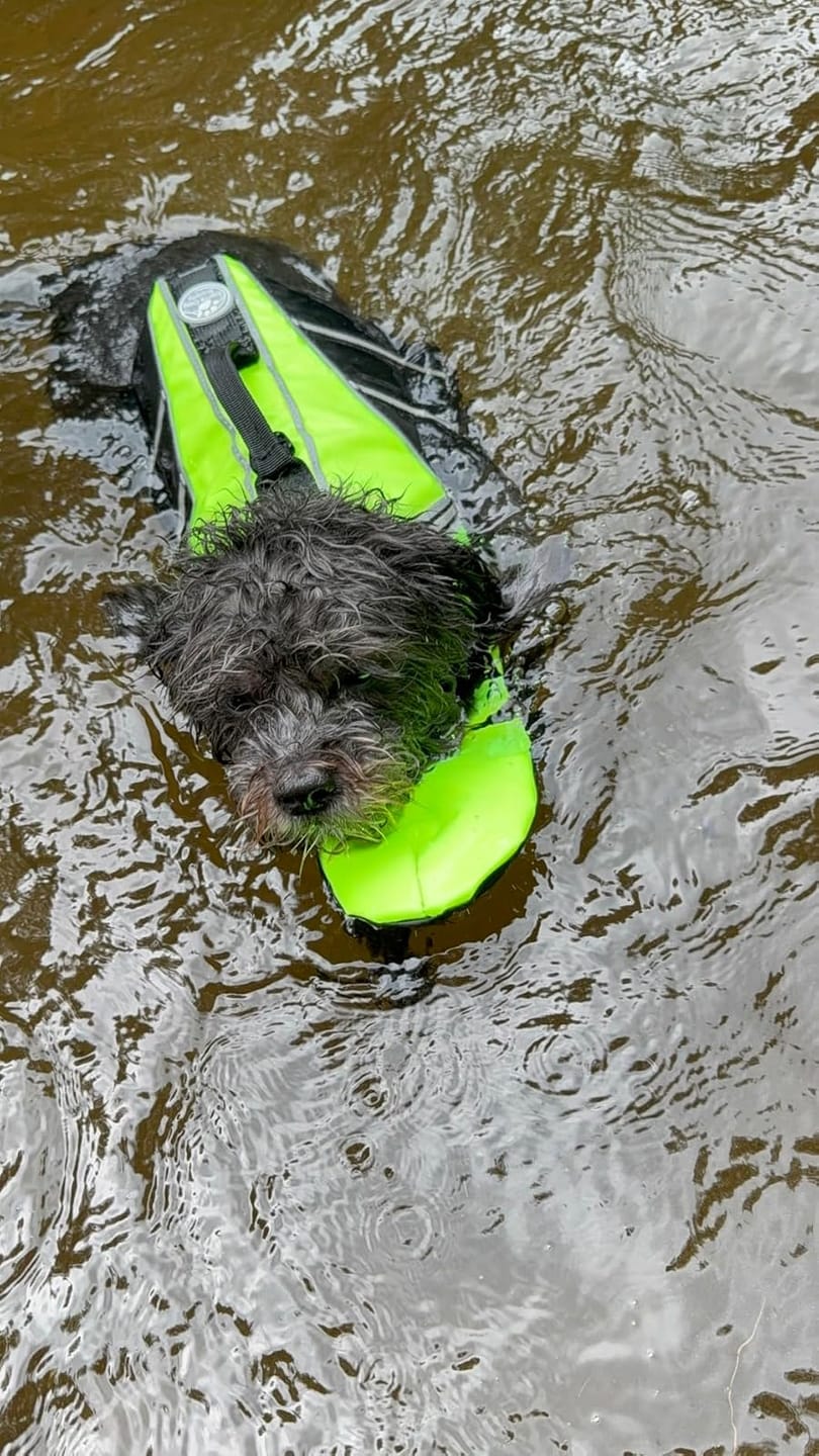 Customer photo review of FloatPaw™ Life Jacket