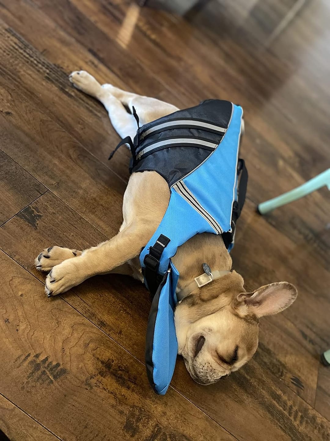 Customer photo review of FloatPaw™ Life Jacket