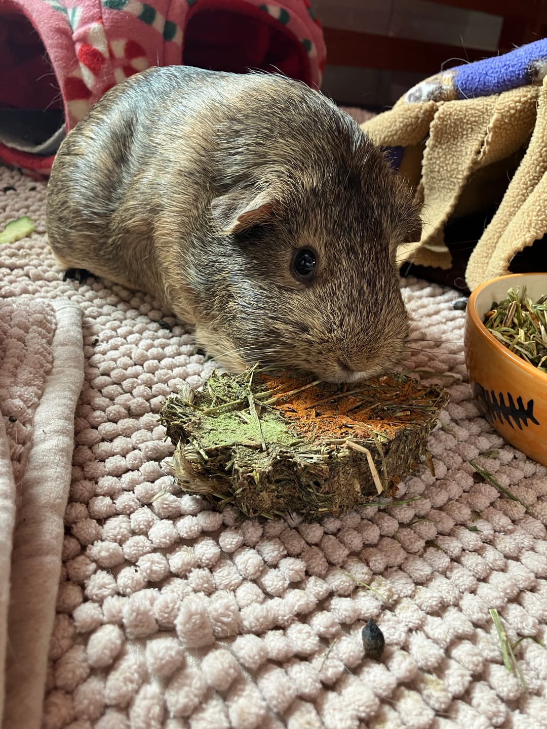 Customer photo review of 🥕Knabbermöhre – Rohfaserreiche Knabberbeschäftigung