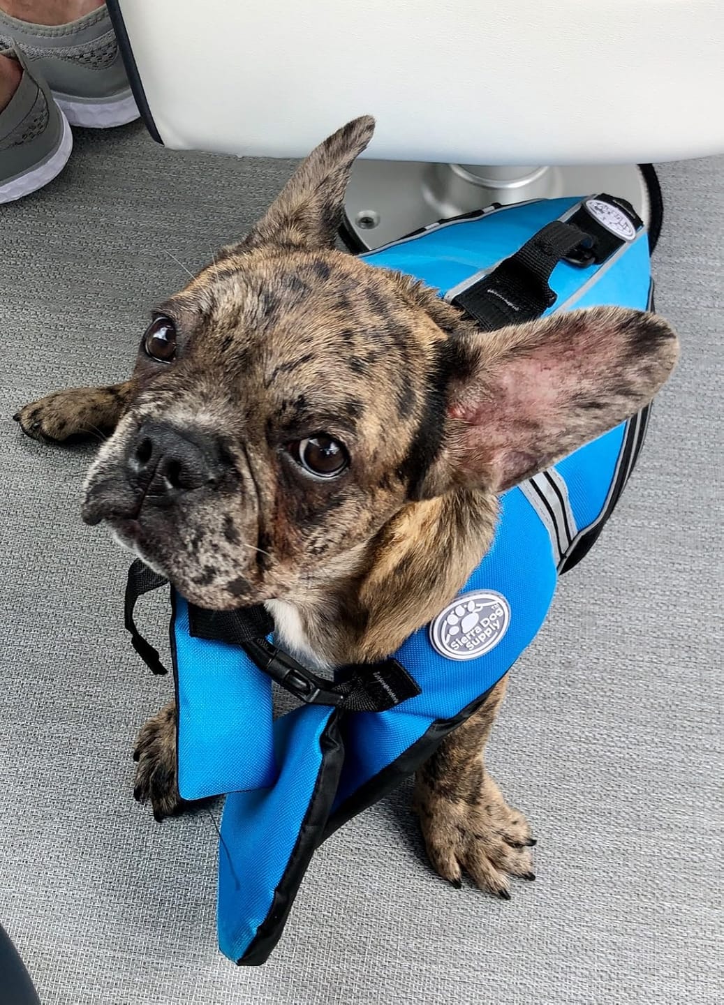 Customer photo review of FloatPaw™ Life Jacket