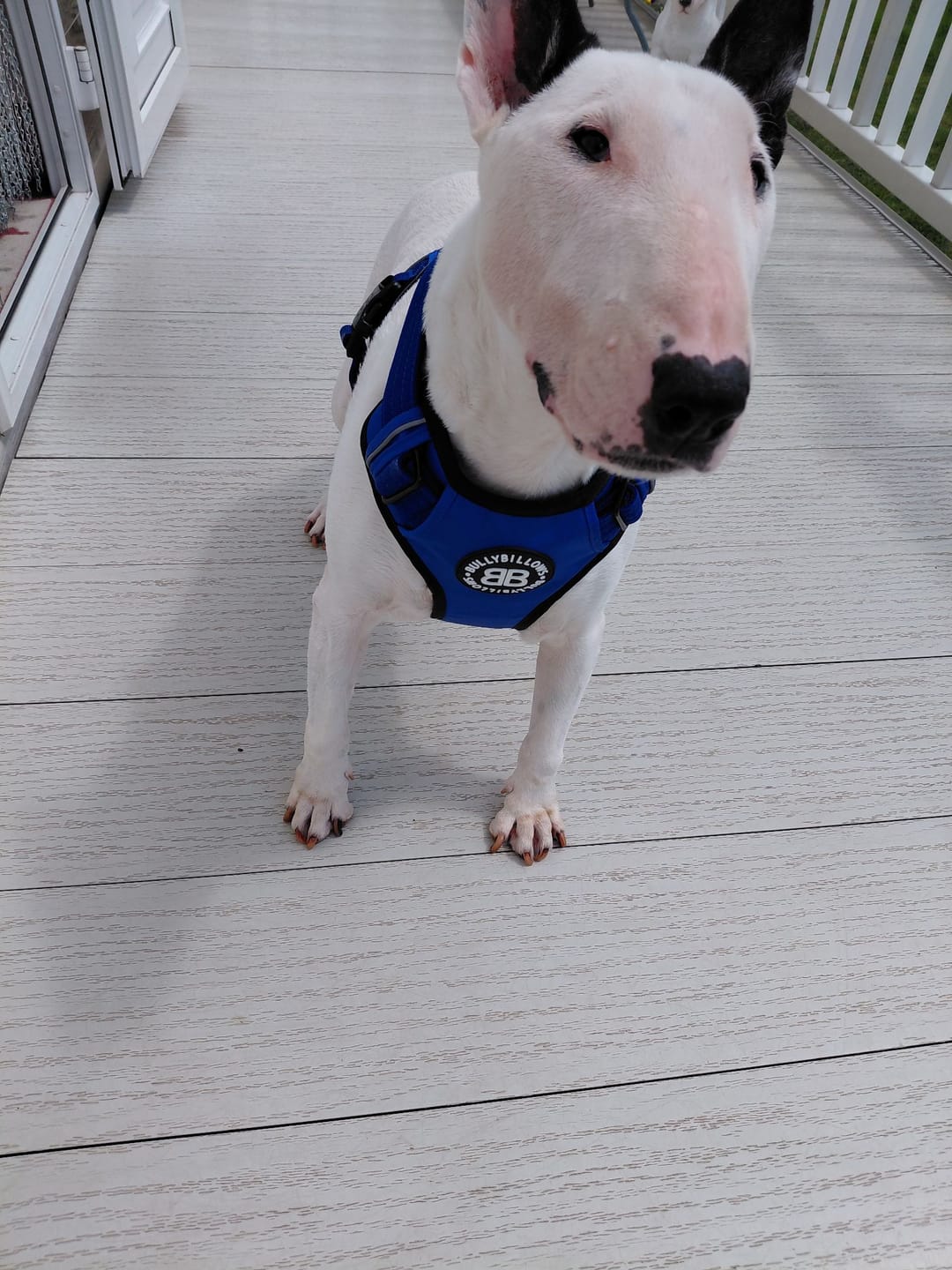 Customer photo review of Comfort Premium Harness | Non Restrictive - Blue