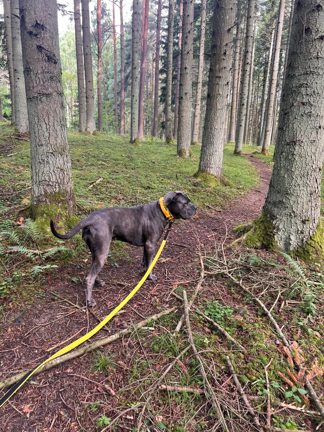 Customer photo review of Walk Leash Black Edition Gul - Säkert nylonkoppel i olika längder