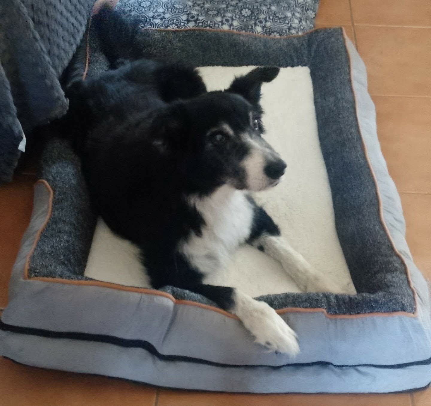 Customer photo review of Pets Gear Orthopedic Dog Bed