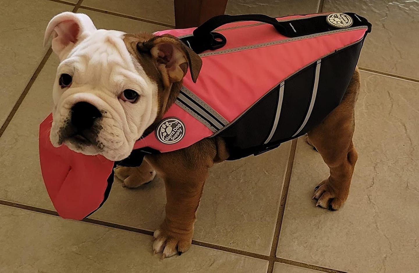 Customer photo review of FloatPaw™ Life Jacket