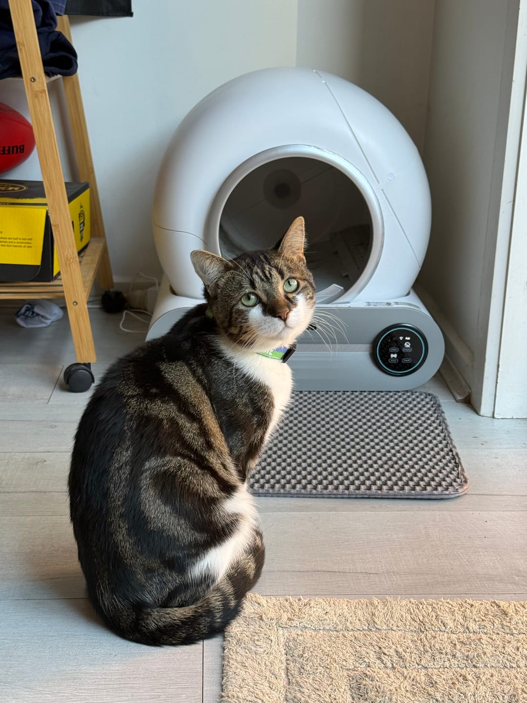 Customer photo review of Petbuds™ Pro 2026 Automatic Self-Cleaning Litter Box