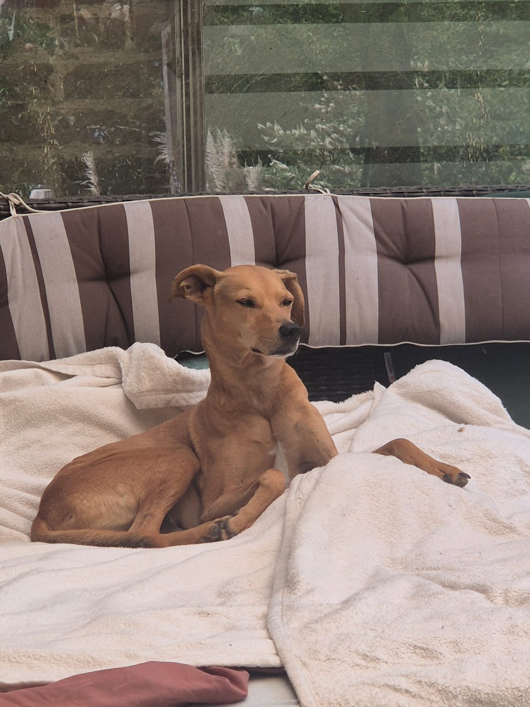 Customer photo review of Strotonin Dog Support