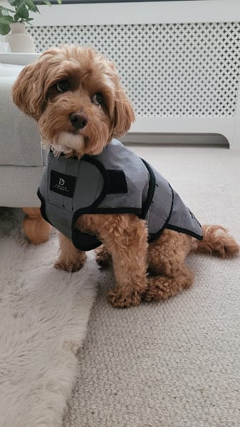 Customer photo review of Luxury Dog Cooling Coat