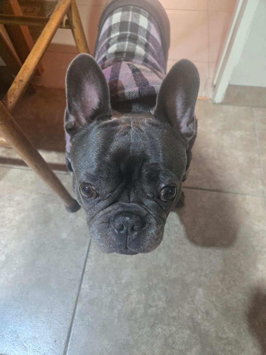 Customer photo review of Probioticos para perros