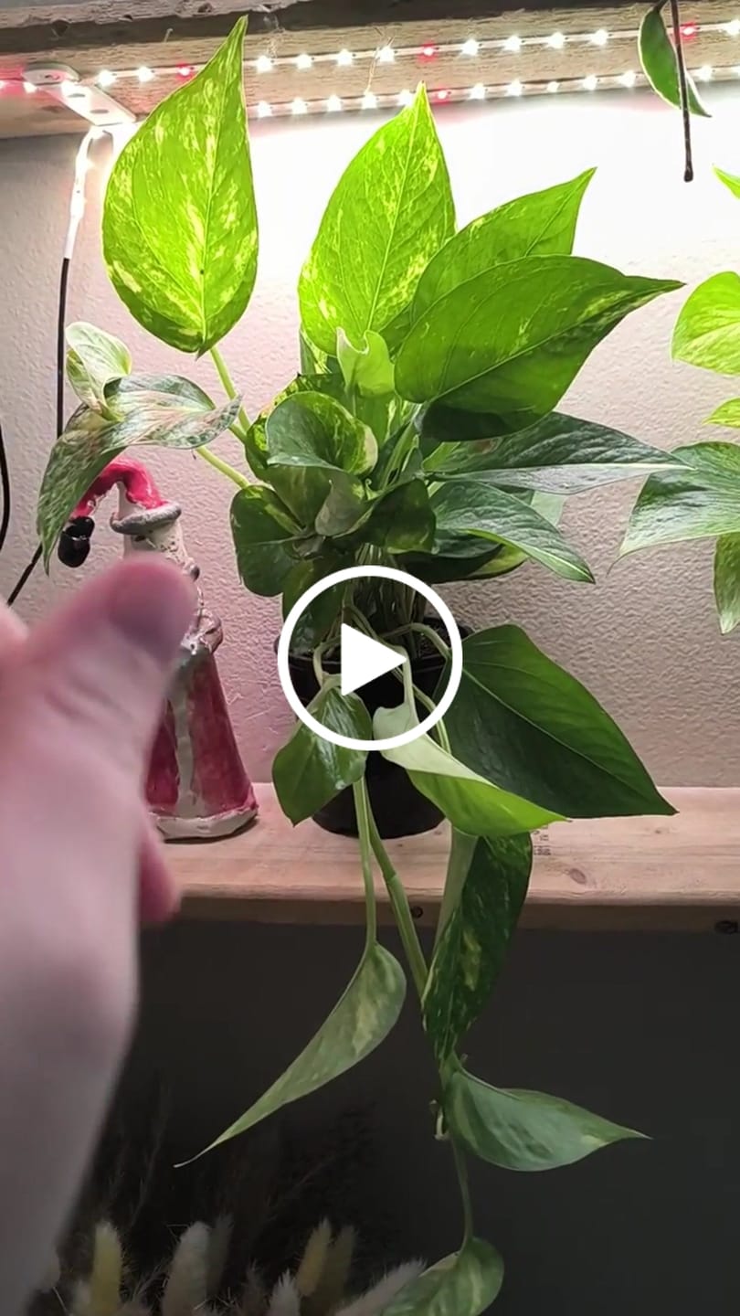 Customer video review of Pothos Plants Bundle - Set of 4
