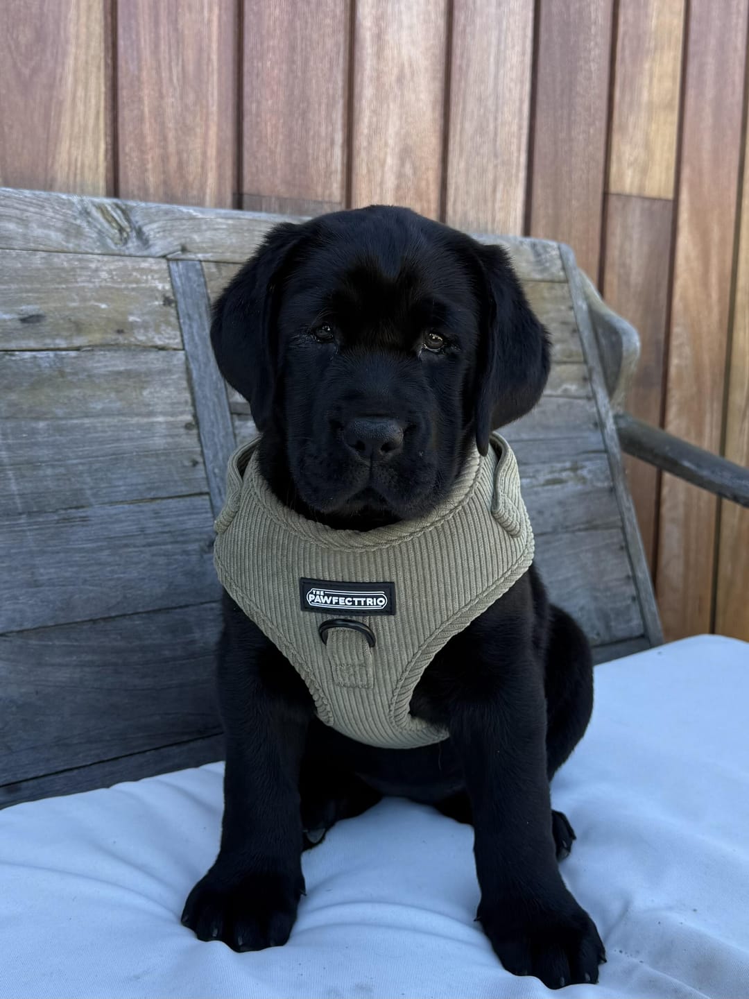 Customer photo review of Corduroy Dog Harness