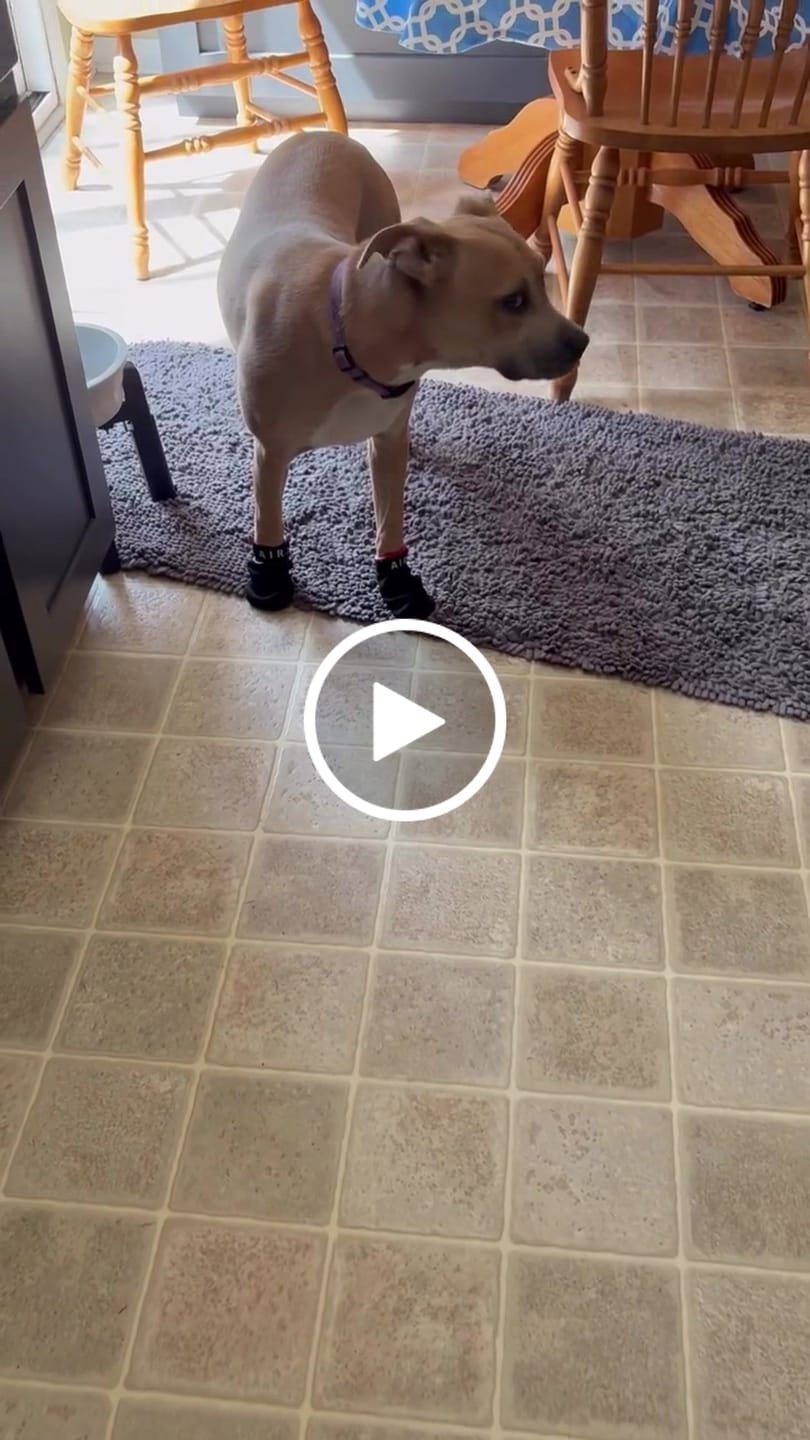 Customer video review of AIR PUP SPRINTERS - SET OF 4