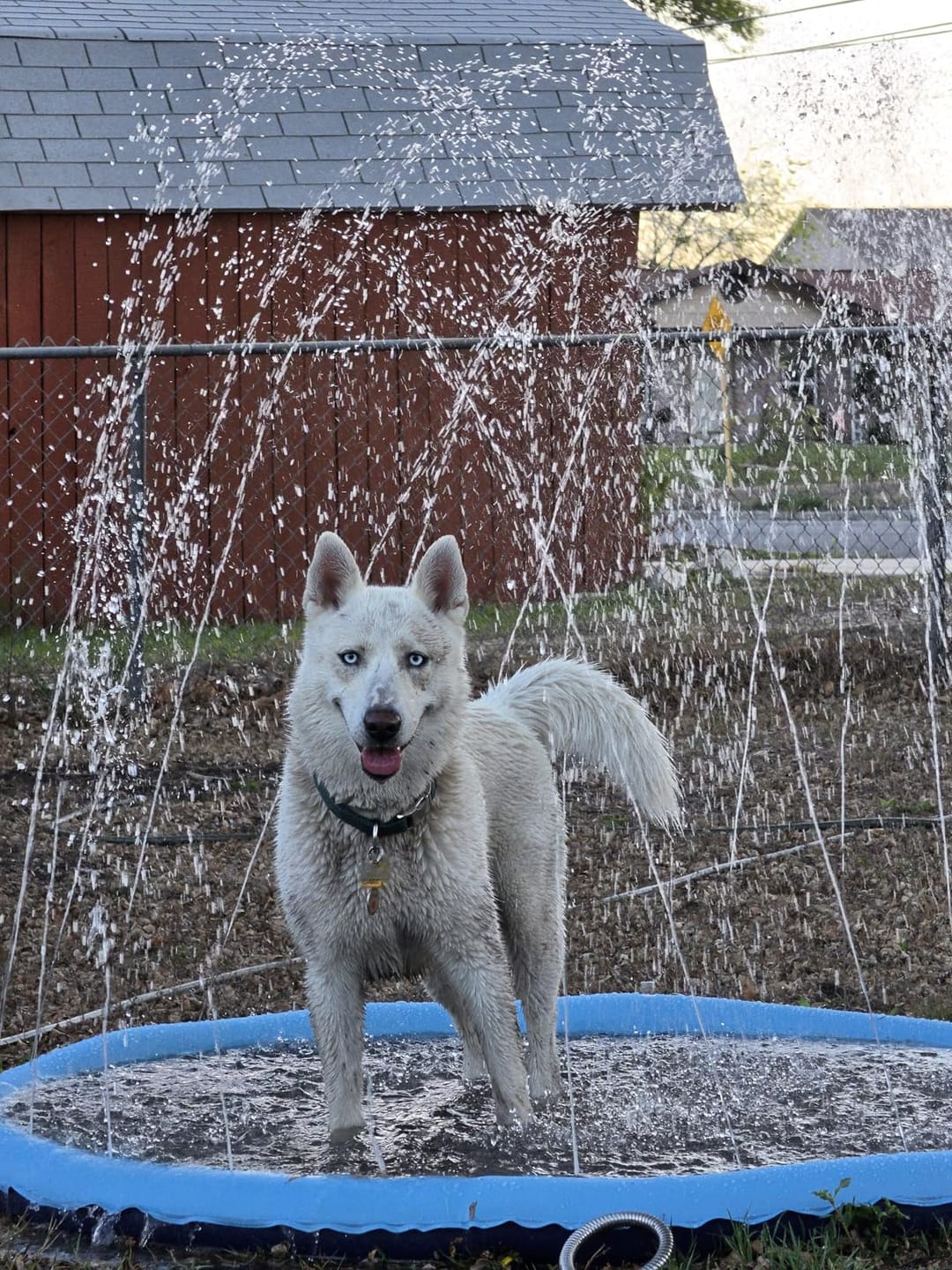 Customer photo review of AquaPlay Cooling Mat – Rafraîchissez votre chien et transformez son été