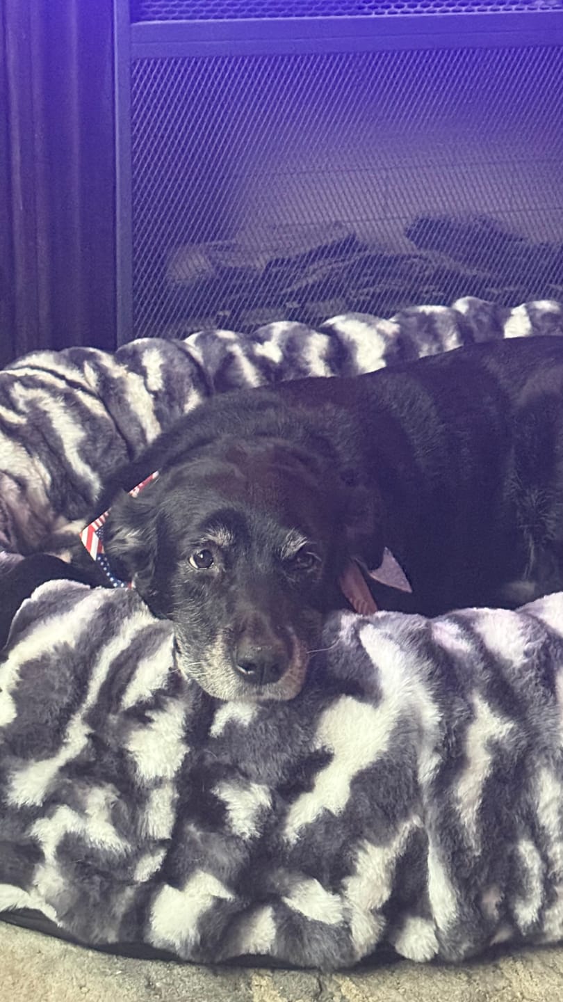 Customer photo review of Cloudy Day Black Pet Bed