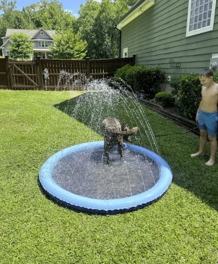 Customer photo review of AquaPlay Cooling Mat – Rafraîchissez votre chien et transformez son été