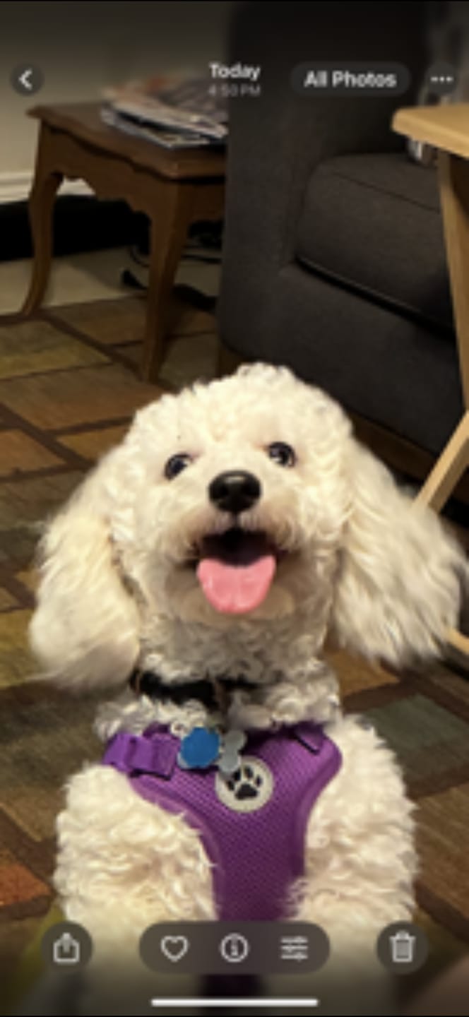 Customer photo review of Iron Paws Daily Human-Grade Superfood For Dogs