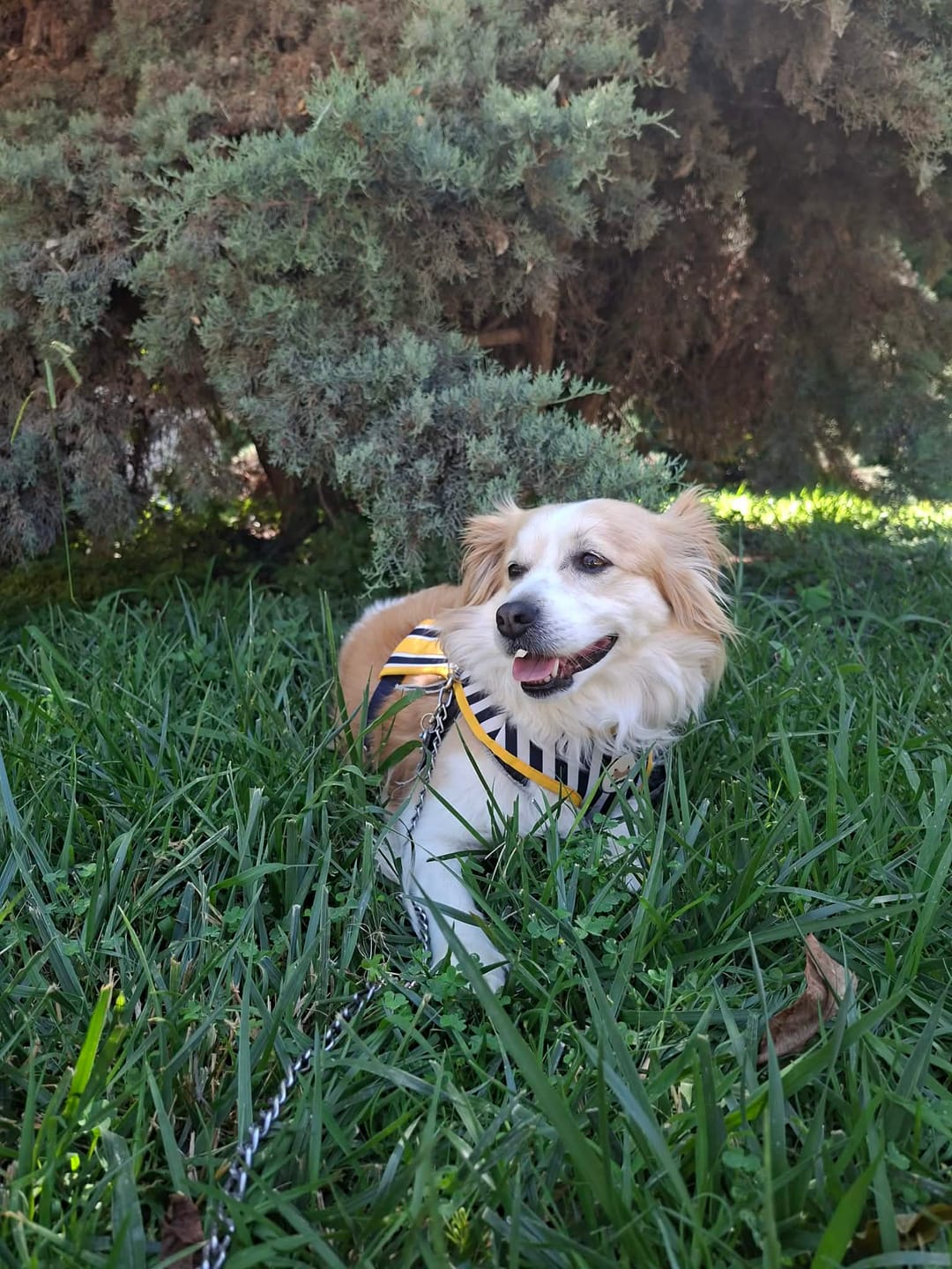Customer photo review of Kanine Stripe Harness