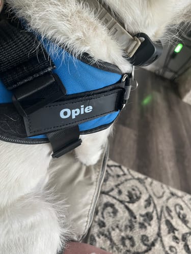 Close-up of a customer's blue Dogshood harness, showing the personalized name 'Opie' on the strap.