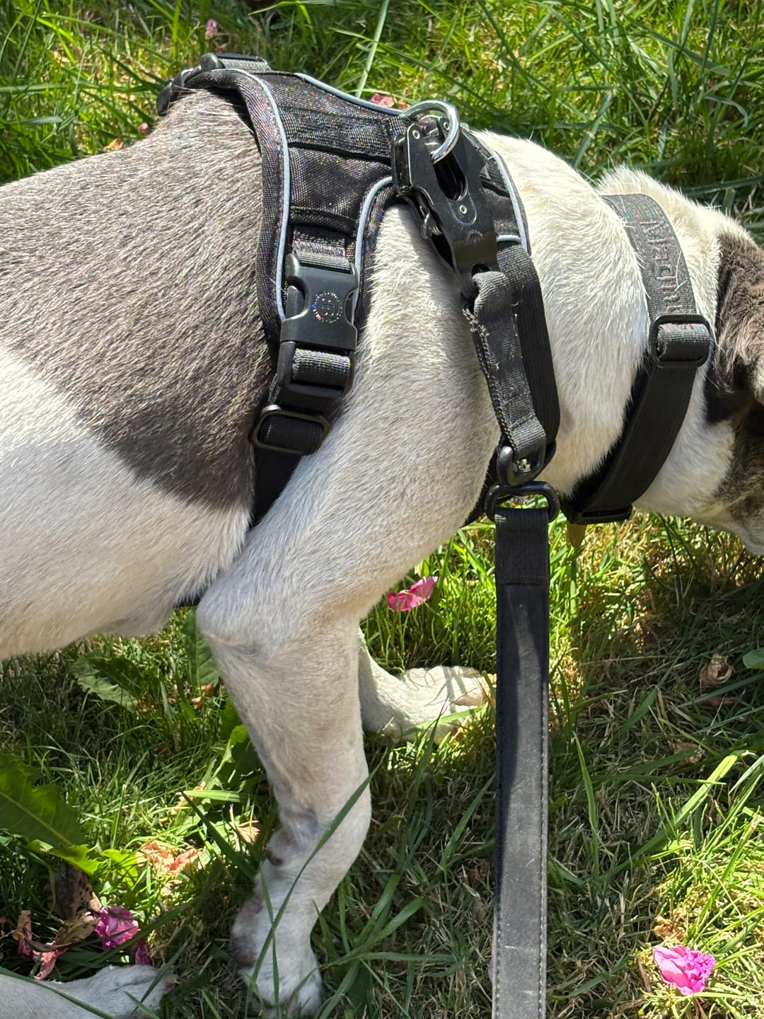 Customer photo review of Comfort Premium Harness | Non Restrictive - Black