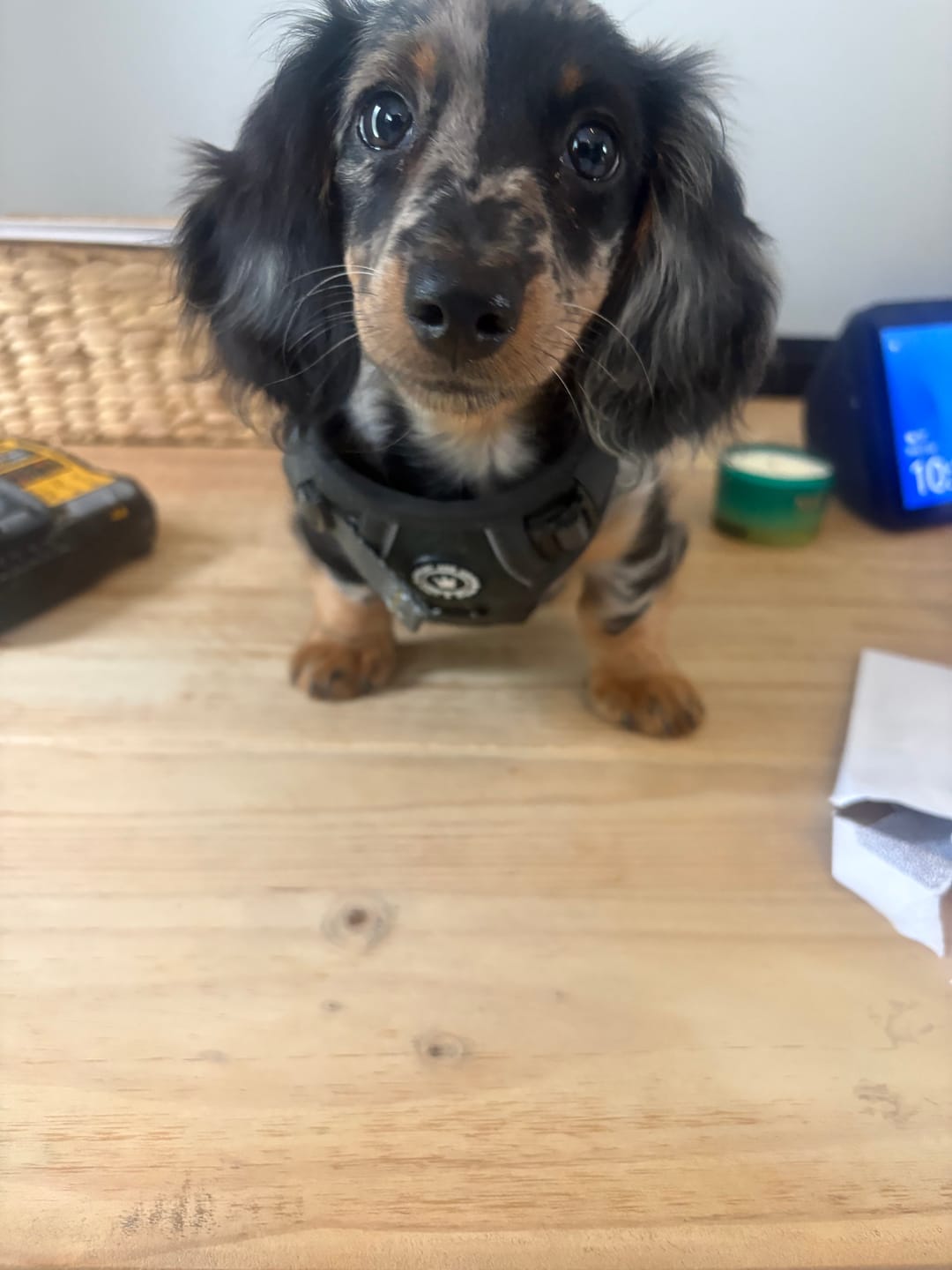 Customer photo review of Trail & Glow® Dog Harness - Mulberry Tweed