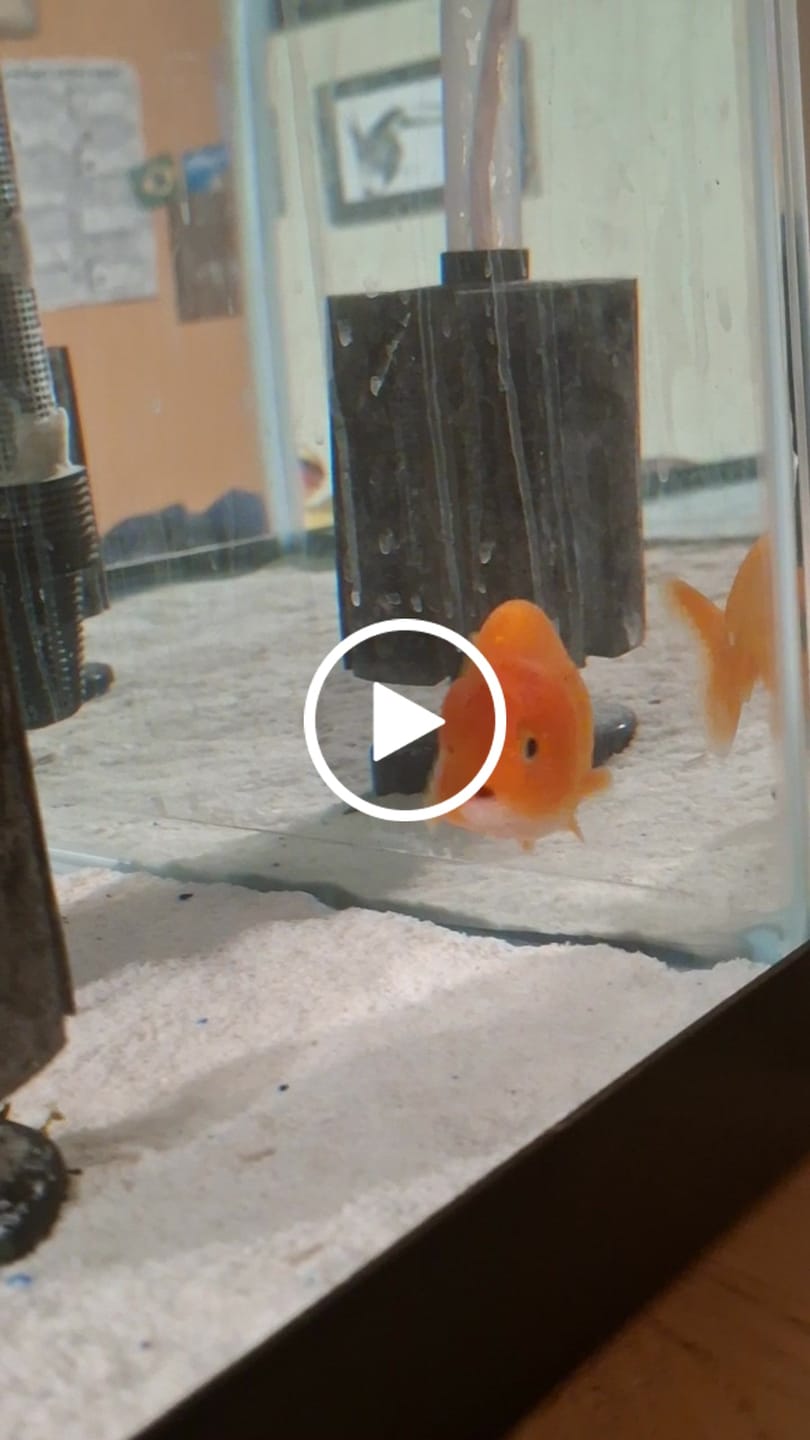 Customer video review of Live Premium Fancy Goldfish Thai Lionchu Big Structure/Giant TVR RED (Our Choice)