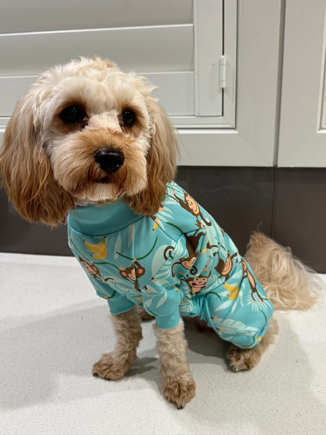 Customer photo review of Dog Pajama - Monkey Business