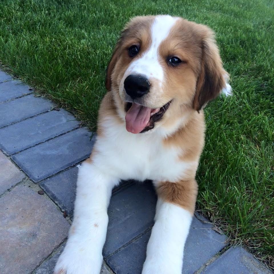Customer photo review of 6 Inch Standard Braided Bully Stick