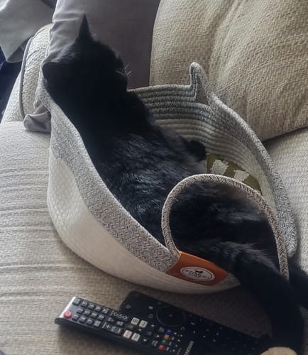 Customer photo review of Instinct Basket | Meet the first research-backed natural territory for indoor cats