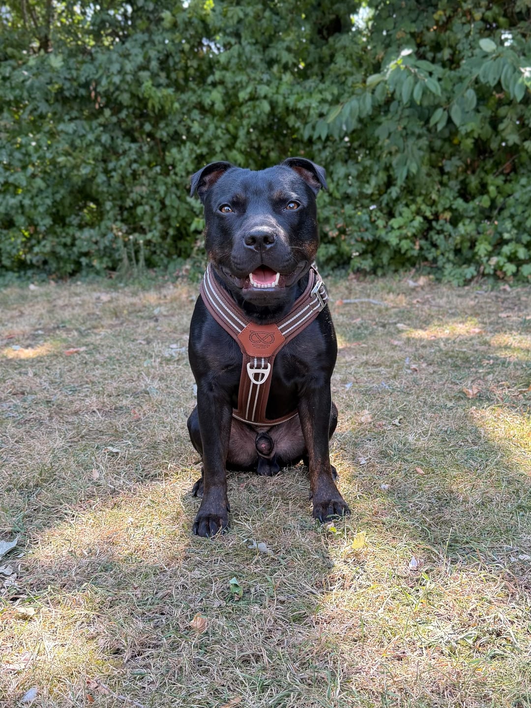 Customer photo review of Staffordshire Bull Terrier 1935® Harness & Leash Set - Chocolate