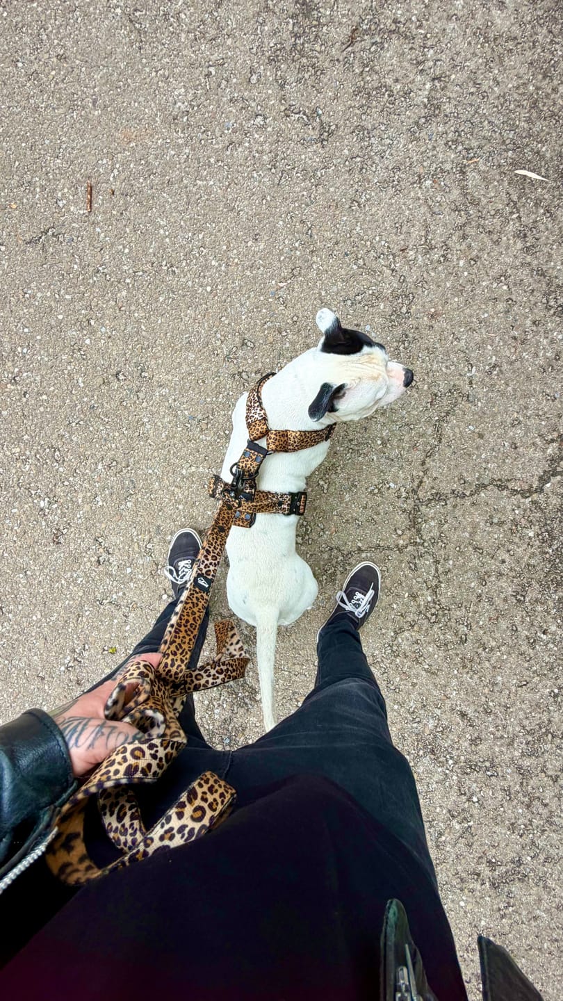 Customer photo review of Smycz nylonowa Walk Leash Leopard