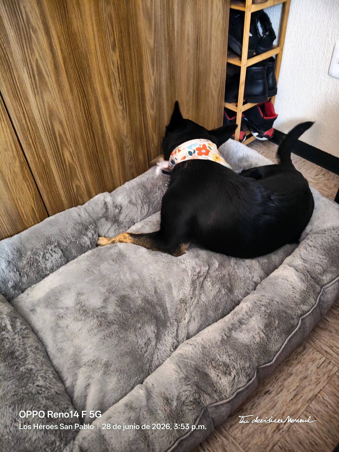 Customer photo review of Cama Sofá para Perros