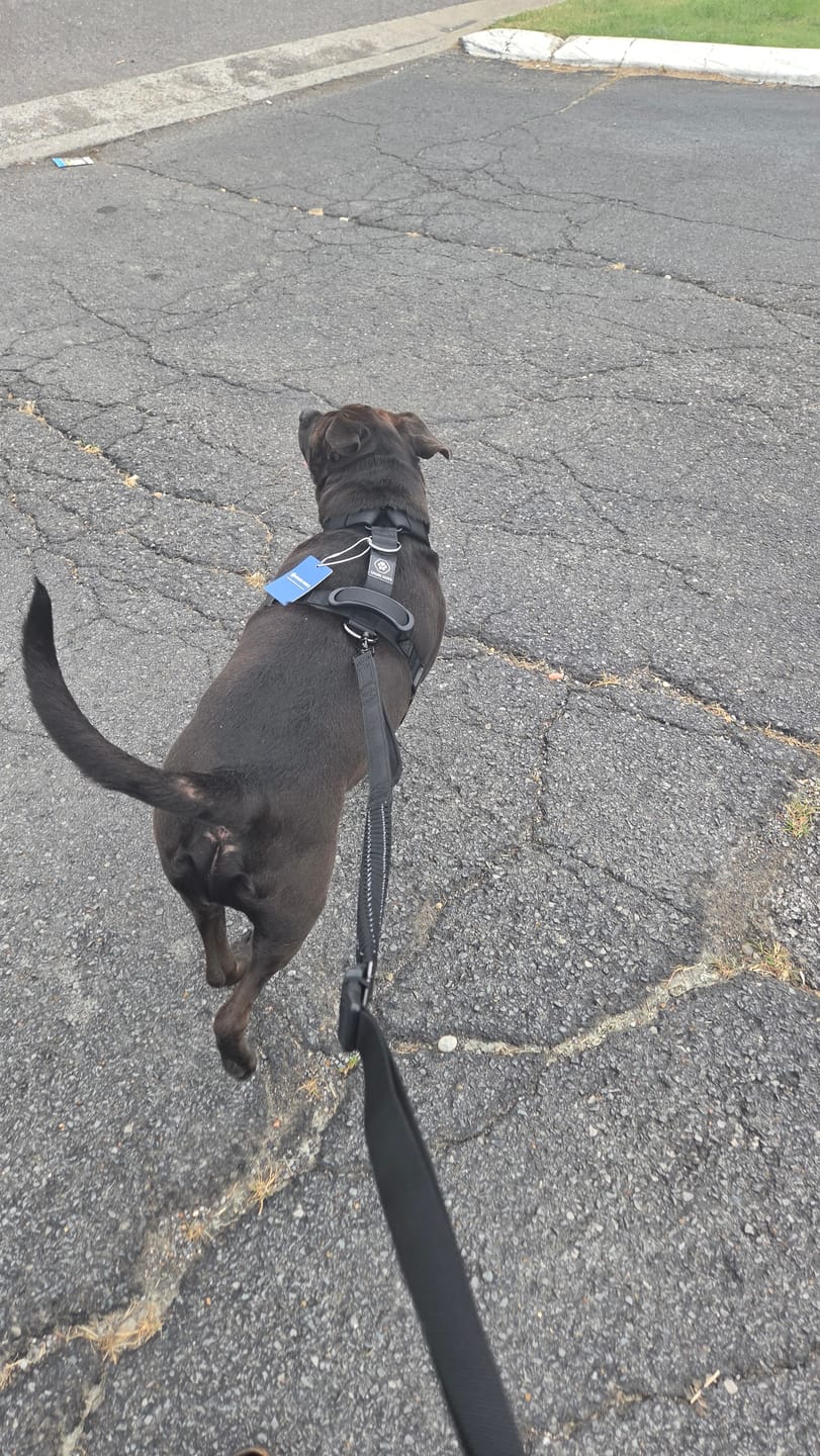 Customer photo review of Comfort Control No-Pull Dog Harness and Multipurpose Leash Sets
