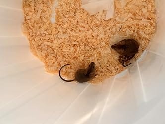 Customer photo review of Humane Flip-and-Slide Bucket Mouse Trap