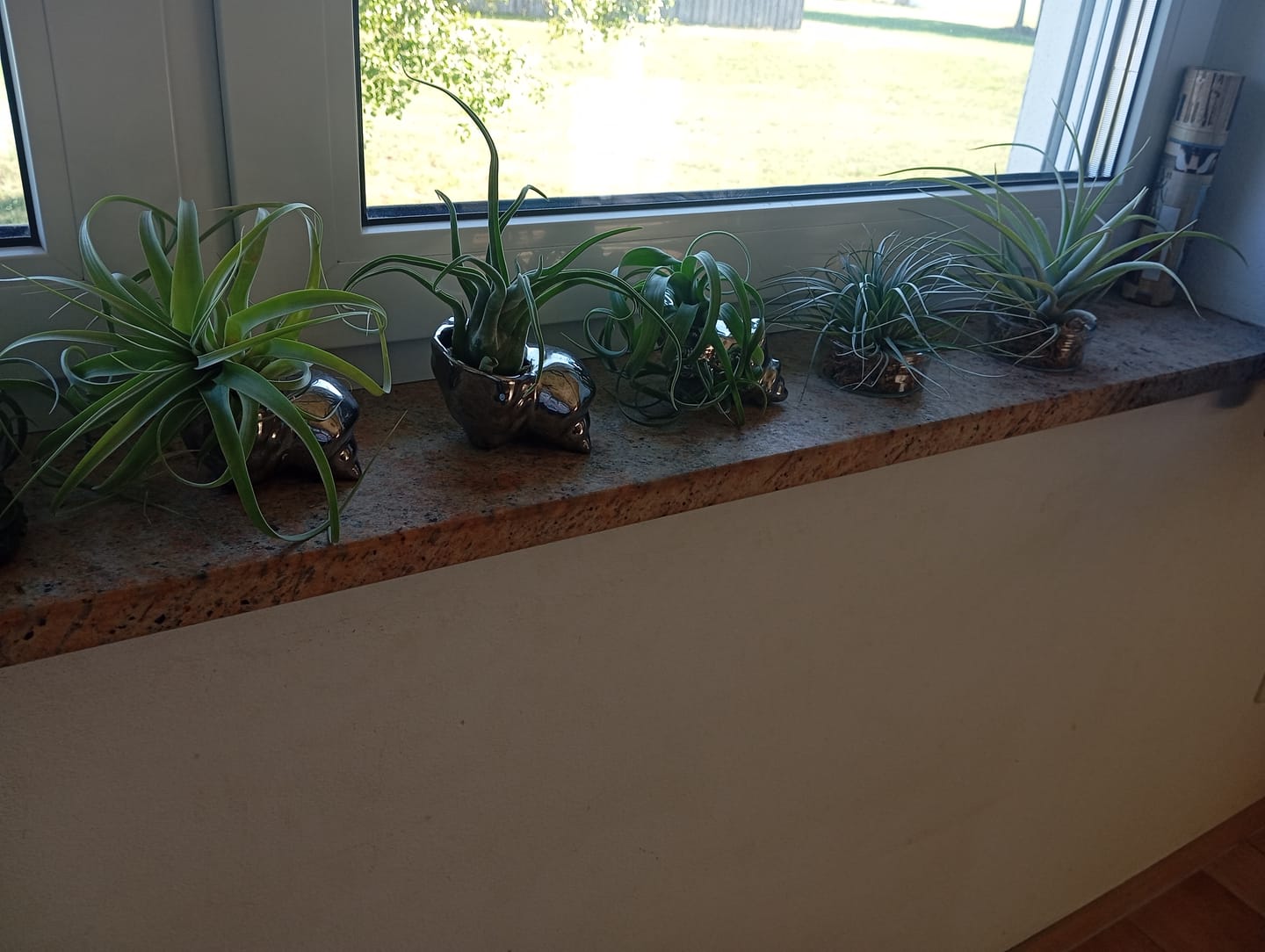 Customer photo review of Tillandsia caput medusae