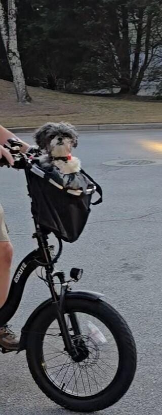 Customer photo review of Eskute Pet Bike Basket