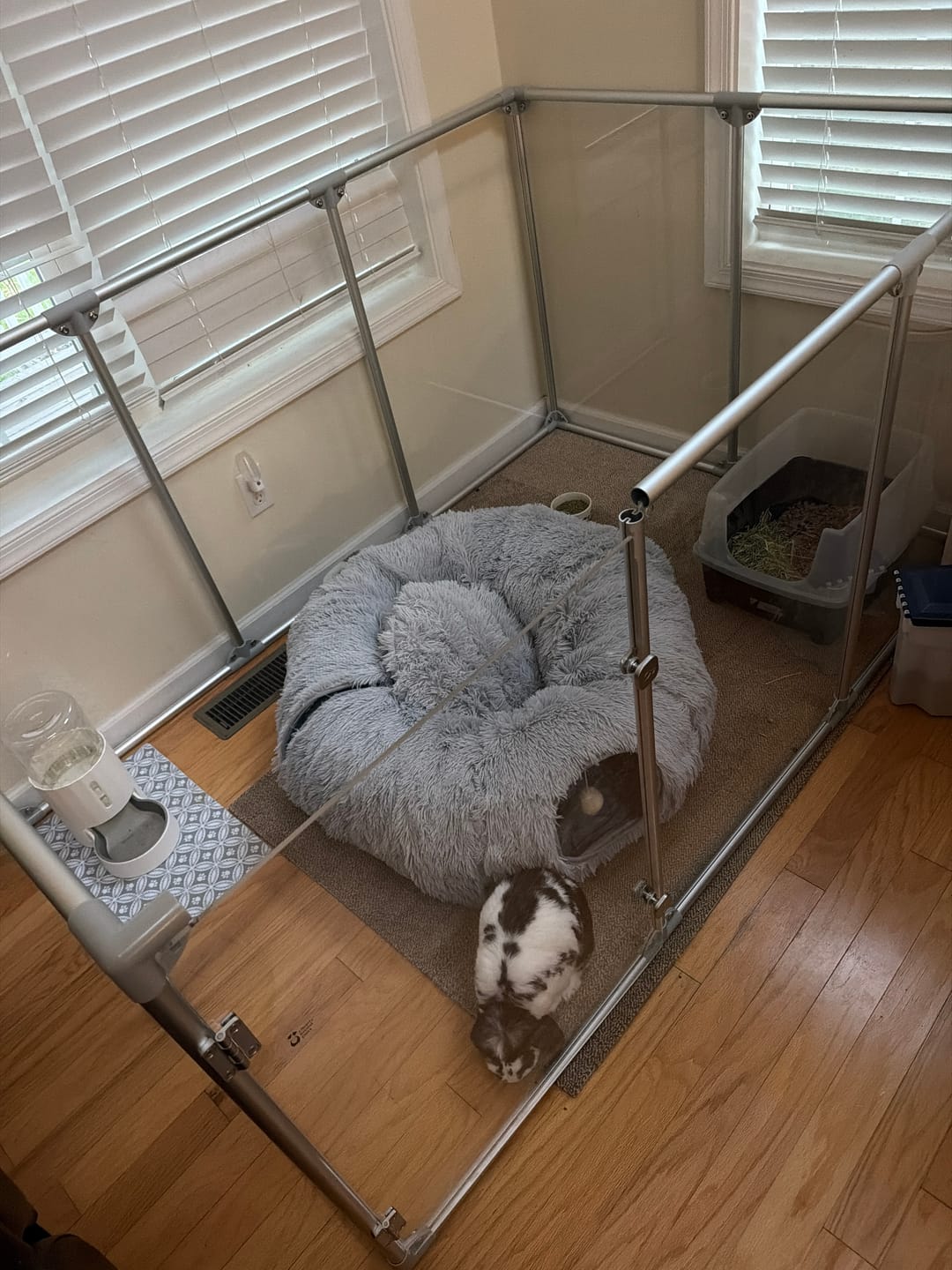 Customer photo review of 36" Tall Medium Lucidium Pet Pen