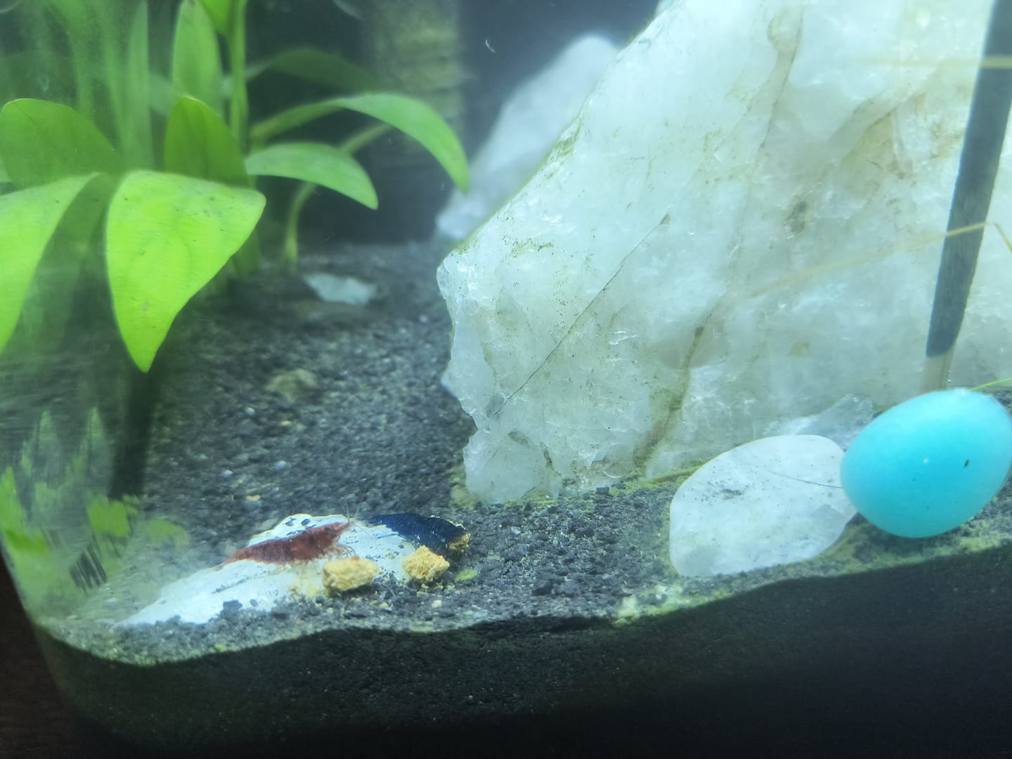 Customer photo review of Blue Dream Shrimp