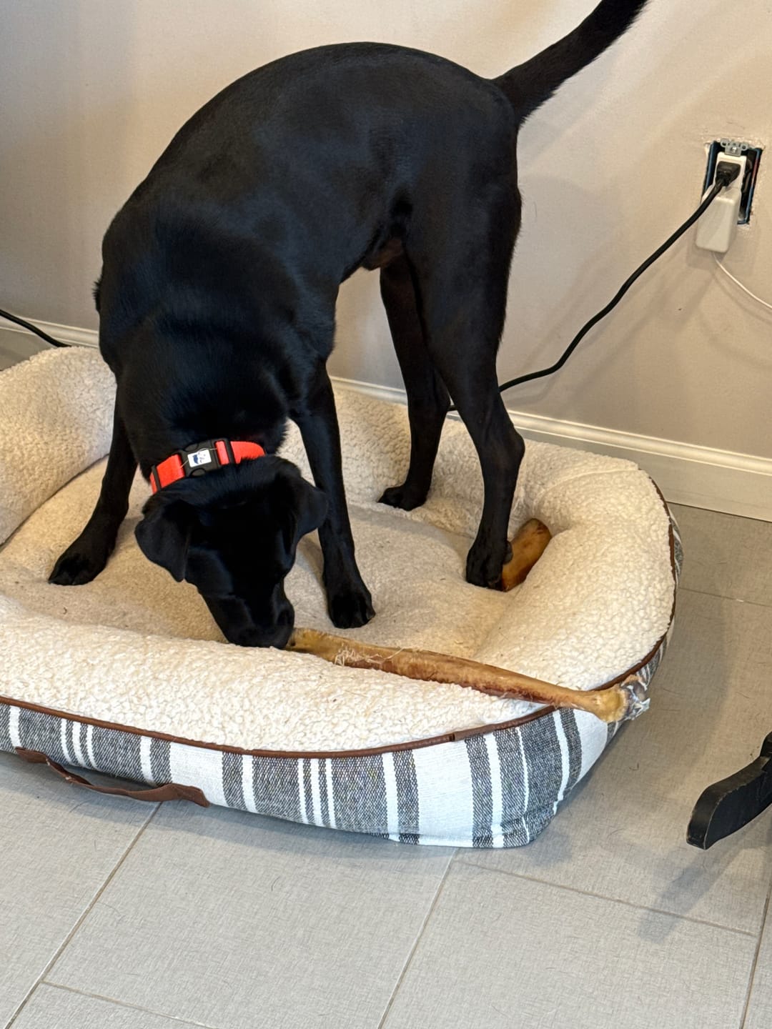 Customer photo review of Ostrich Long Bone (19" x 3.5"): The Ultimate Challenge for Medium, Large & Extra-Large Dogs