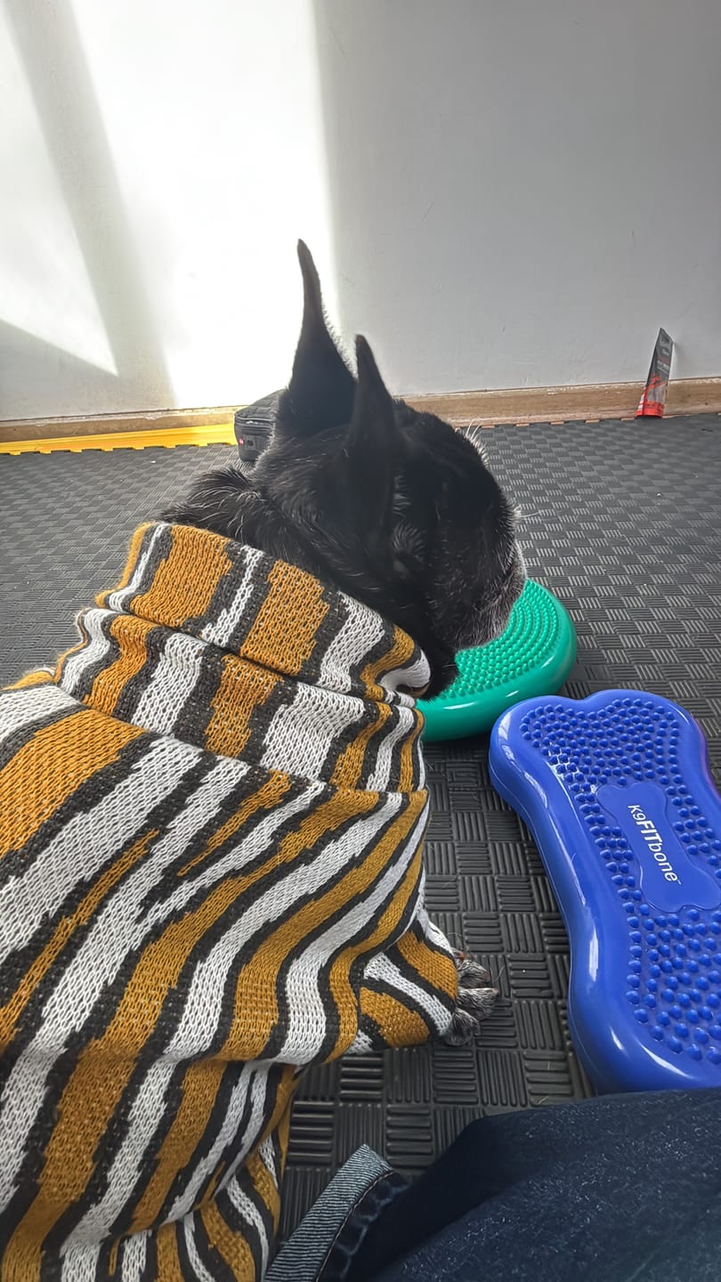 Customer photo review of Chaleco Zebra Mostaza